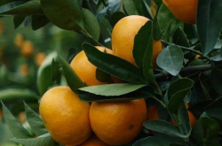 红美人柑橘种植经济效益的具体分析是怎样的呢