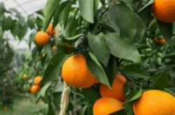 种植一亩地柑橘成本大约是多少呢