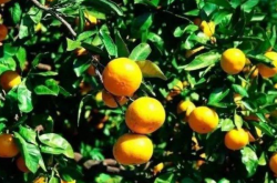 台湾种植了哪些柑橘品种呢