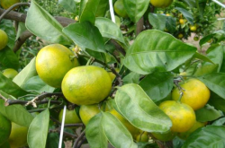 柑橘种植对降雨量有什么要求吗