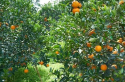 柑橘种植前都需要准备什么呢