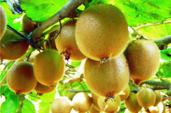 什么水果可以催熟猕猴桃