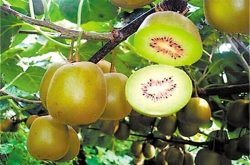 绿心猕猴桃有哪些品种