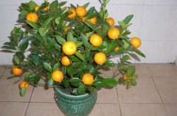家庭种植柑橘如何施肥?