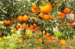 明日见柑橘怎样种植?