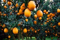 目前柑橘种植环境