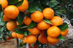 柑橘种植所需要天气条件