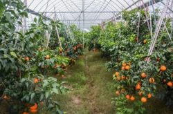 温室大棚种植柑橘好处