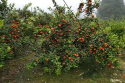 红世纪柑橘种植条件