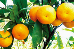 柑橘树长刺怎么办