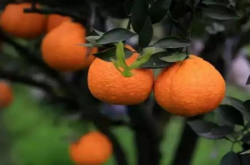 春见柑橘种植有大小年吗