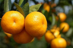 四川种植柑橘品种