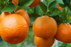 毕节可以种植柑橘吗