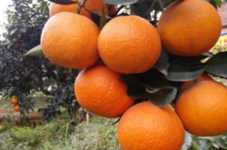 明日见柑橘哪里种植