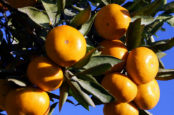 柑橘种植基肥