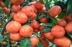 富顺县适合柑橘种植