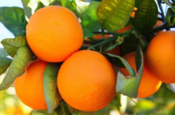 湖北省种植柑橘