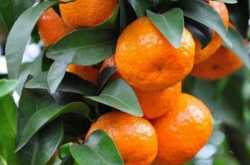 贺州八步柑橘种植情况