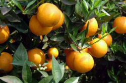 柑橘和苹果种植条件区别