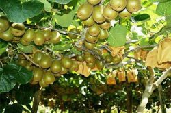 猕猴桃的种植方法有哪些？