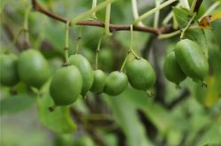 软枣猕猴桃种植时间是什么时候