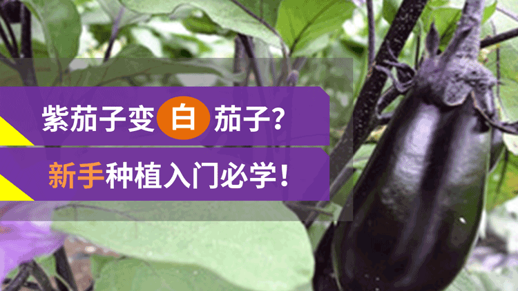 课程目录第1节茄子茶黄螨危害及防治第2节茄子浇水技术课程介绍砍程