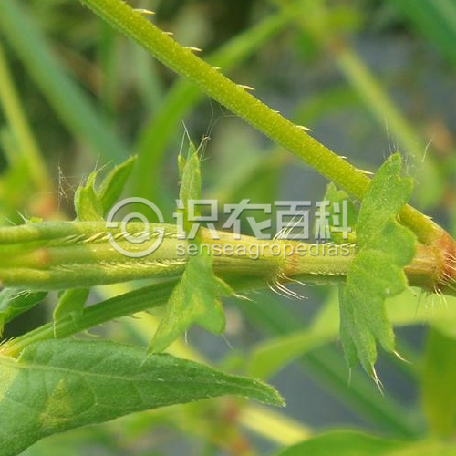 柑橘黄叶症状示例3