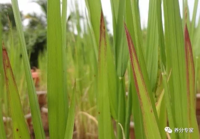 柑橘黄叶症状示例2