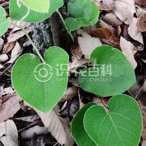 柑橘黄叶症状示例2