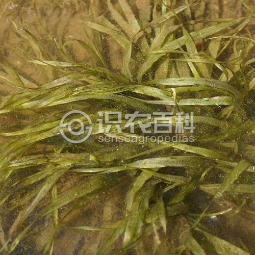 柑橘黄叶症状示例3