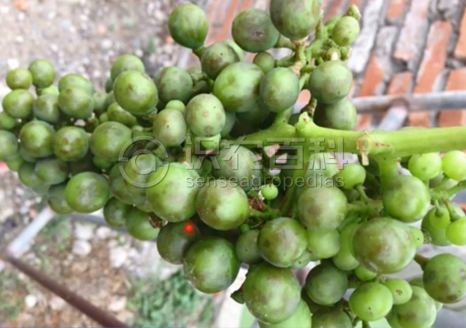 柑橘黄叶症状示例2