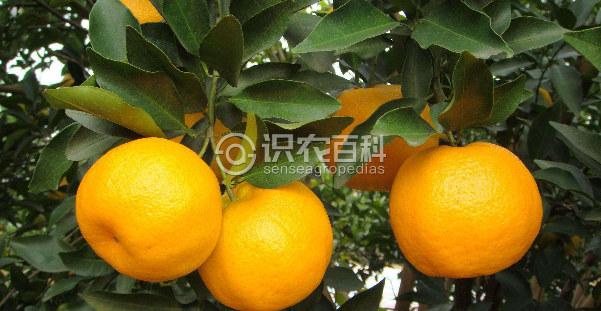 柑橘黄叶症状示例1