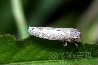 柑橘黄叶症状示例2