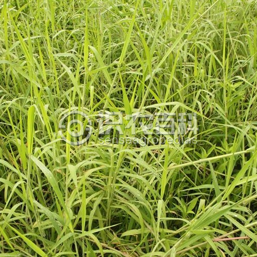 柑橘黄叶症状示例2