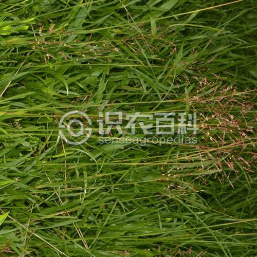 柑橘黄叶症状示例1