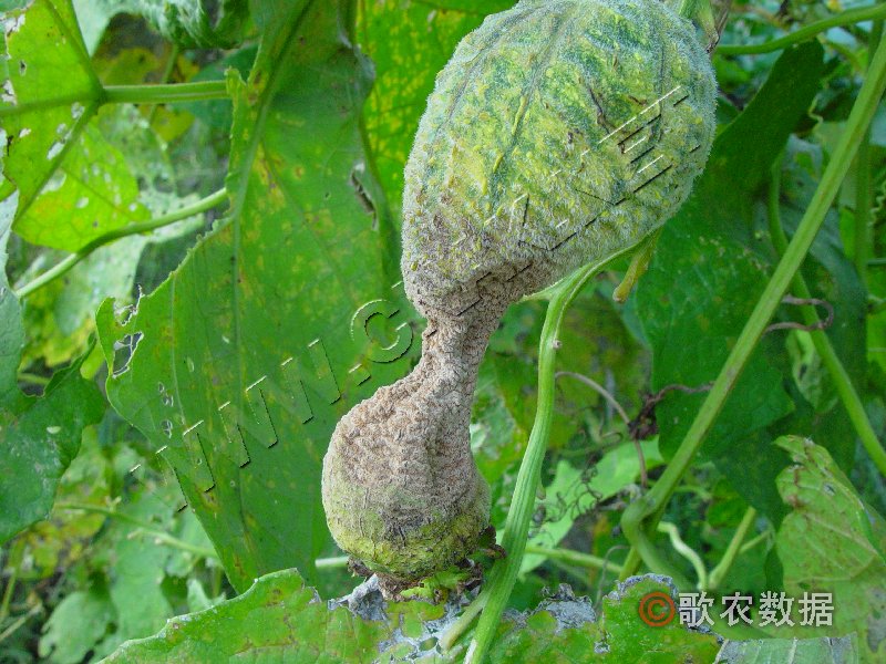 柑橘黄叶症状示例2