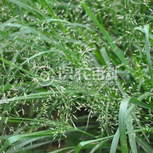 柑橘黄叶症状示例2