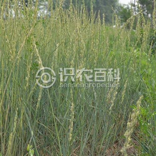柑橘黄叶症状示例3