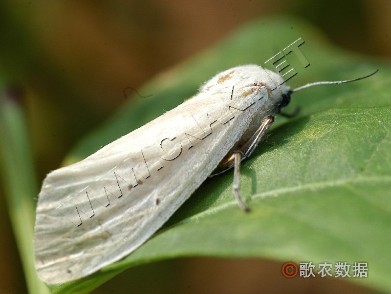 柑橘黄叶症状示例1