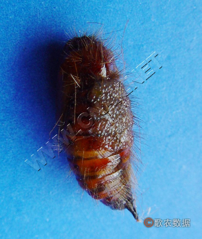 柑橘黄叶症状示例2