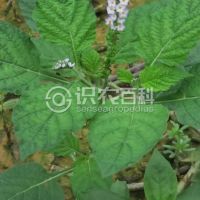 柑橘黄叶症状示例0