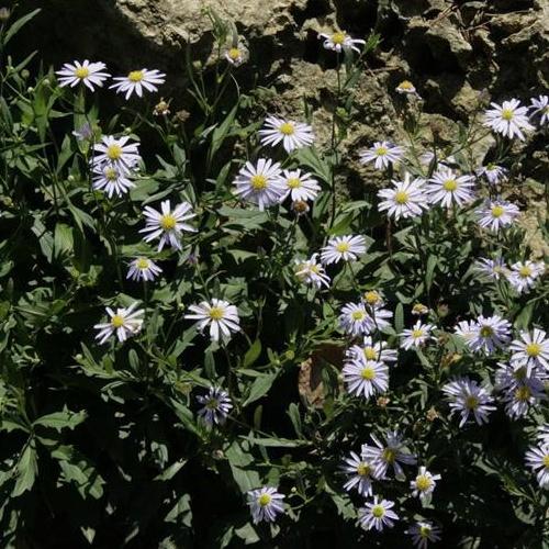 柑橘黄叶症状示例1