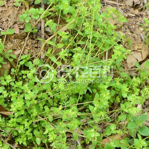 柑橘黄叶症状示例2