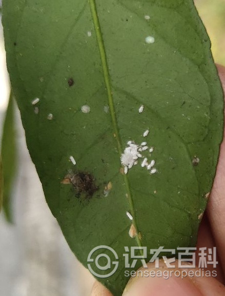 柑橘黄叶症状示例1