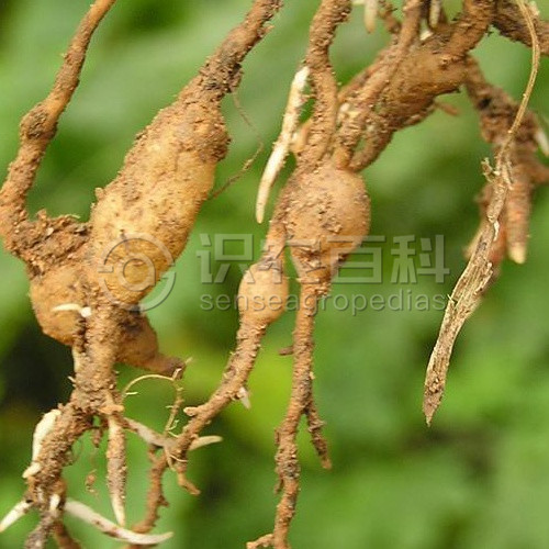 柑橘黄叶症状示例6