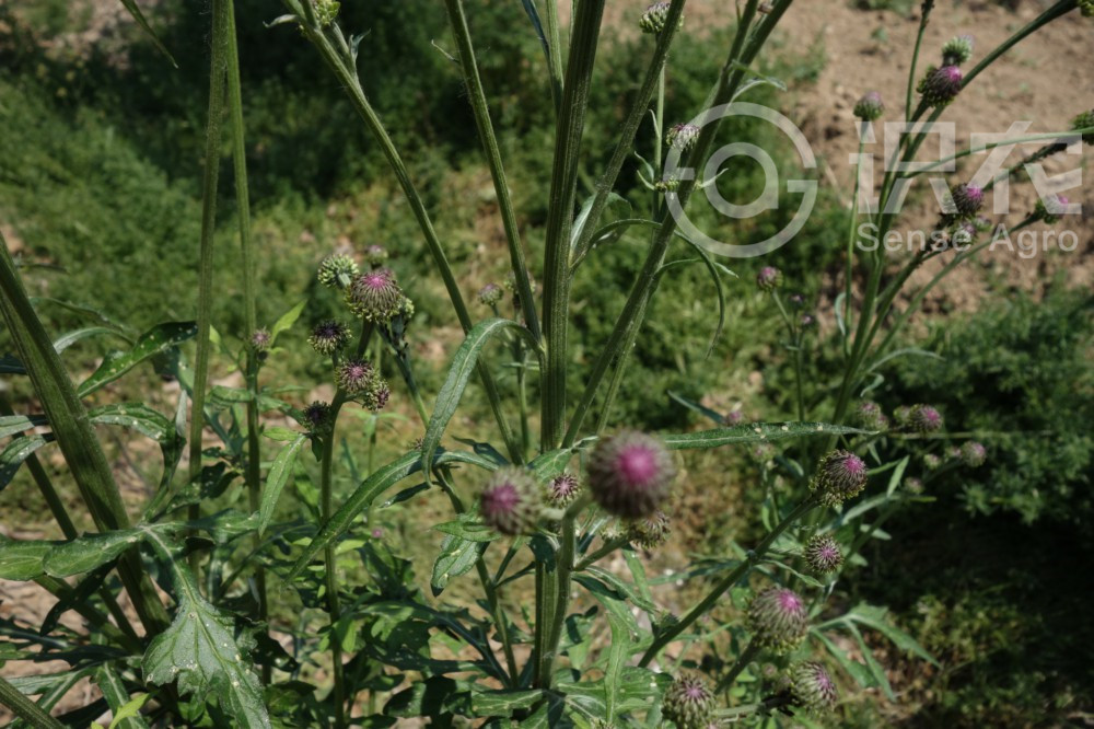 柑橘黄叶症状示例2