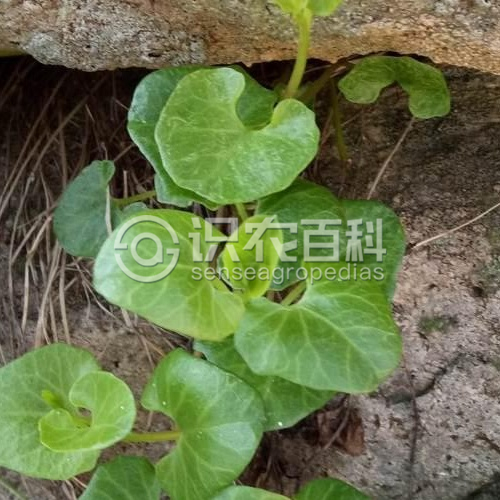柑橘黄叶症状示例2