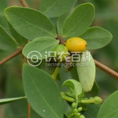 柑橘黄叶症状示例1
