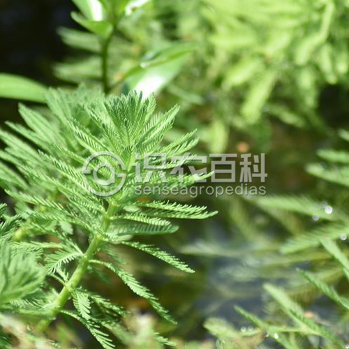 柑橘黄叶症状示例1
