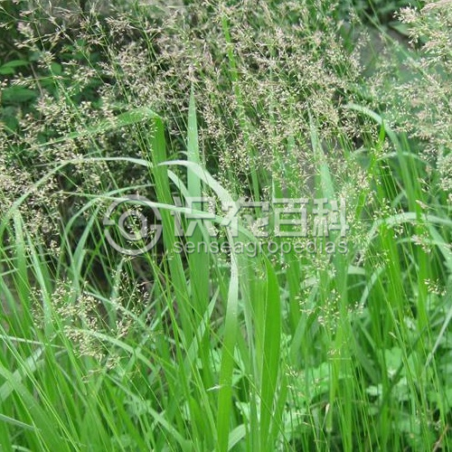柑橘黄叶症状示例2